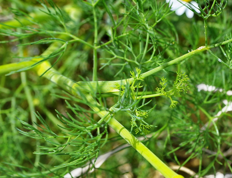 Anethum graveolens ? - Aneto